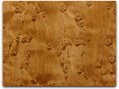 cat-maple-dyed.jpg