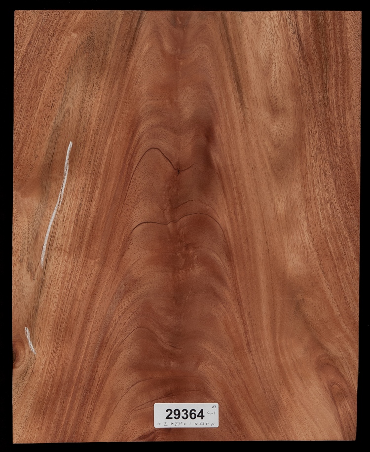 African Mahogany wood veneer 5" x 13" with no backing 1/42" raw veneer "A" grade 